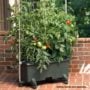 Original Gardening System – Earthbox – Sage